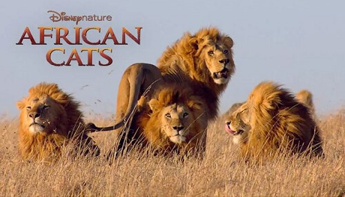 african cats
