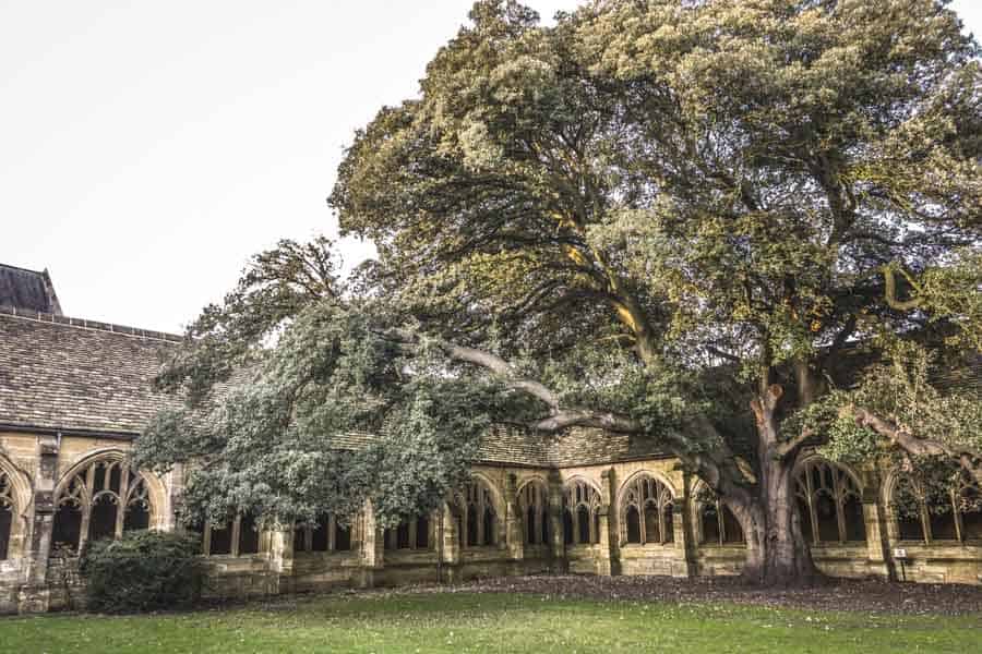 New College Cloisters, Courtyard, and Tree