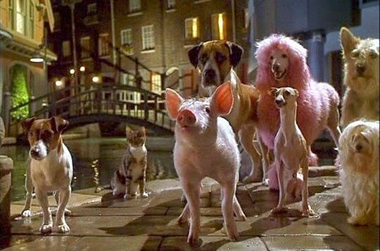 Babe Pig in the city (1998)