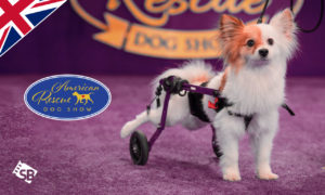 How to Watch The American Rescue Dog Show on ABC in UK