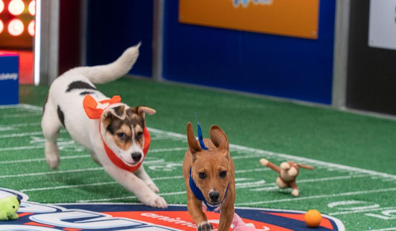 watch-puppy-bowl-on-discovery-plus-outside-USA