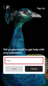 Peacock-Email-Password