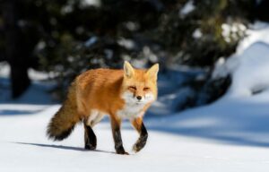 How to Watch Fantastic Foxes Their Secret World in USA on Foxtel