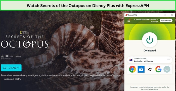 Watch-Secrets-of-the-Octopus---on-Disney-Plus-with-ExpressVPN